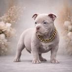 Prachtig American bully reutje, Animaux & Accessoires, Chien (mâle), Hépatite contagieuse (maladie de Rubarth), Autres races, Belgique