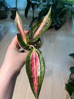Hoya Pot Of Gold Sunstressed, Huis en Inrichting, Ophalen of Verzenden