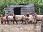 Voskop ram, Dieren en Toebehoren, Schapen, Geiten en Varkens, Mannelijk, Schaap, 3 tot 5 jaar