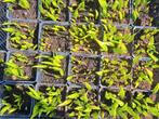 Startende palmboomjes winterhard +/-20 per pot, 0,5 eur stuk, Ophalen