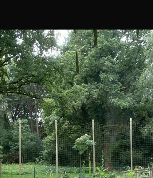 Voetbalnet met 5 houtenpalen van 3,5m hoog, Sport en Fitness, Voetbal, Zo goed als nieuw, Ophalen