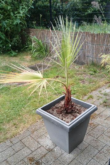 Palm in pot. beschikbaar voor biedingen