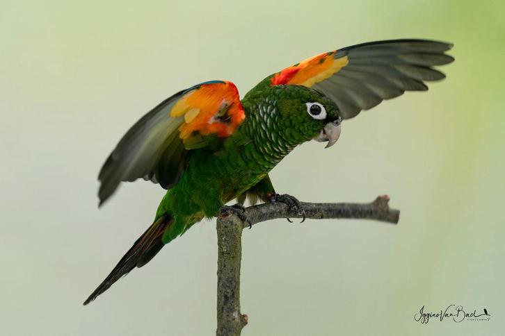 Pyrrhura's te koop, Animaux & Accessoires, Oiseaux | Perruches & Perroquets, Perruche, Plusieurs animaux, Bagué