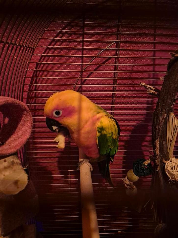 Conure soleil, Dieren en Toebehoren, Vogels | Toebehoren, Ophalen of Verzenden