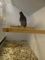 0-1 Javaanse maina, Dieren en Toebehoren, Vogels | Overige Vogels, Vrouwelijk, Tropenvogel, Geringd