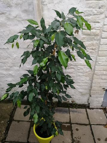 FICUS BENJAMINA hoogte 200 cm beschikbaar voor biedingen