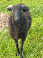 2 ouessant rammetjes 2025, Dieren en Toebehoren, Schapen, Geiten en Varkens