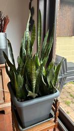 Sanseveria - langues pour femmes, Plante succulente, En pot, Moins de 100 cm, Enlèvement