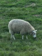 Schapen en lammetjes texel, Dieren en Toebehoren, Schapen, Geiten en Varkens, Meerdere dieren, Schaap, 0 tot 2 jaar