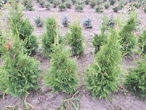 Thuja occidentalis brabant, conifère, Jardin & Terrasse, Plantes | Jardin, Enlèvement ou Envoi