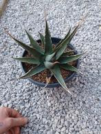Planten, Tuin en Terras, Planten | Tuinplanten, Ophalen