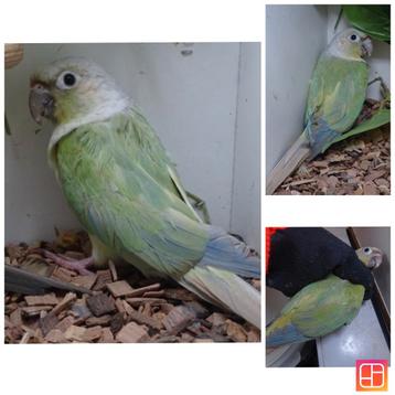 Mannelijk opaline mint violet/mooncheek beschikbaar voor biedingen
