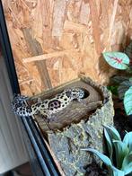 Baardagaam en luipaardgecko, Dieren en Toebehoren, Reptielen en Amfibieën