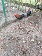 marans hanen, Dieren en Toebehoren, Pluimvee