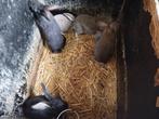 Jonge (vlees)konijnen te koop, Meerdere dieren, Middelgroot, 0 tot 2 jaar