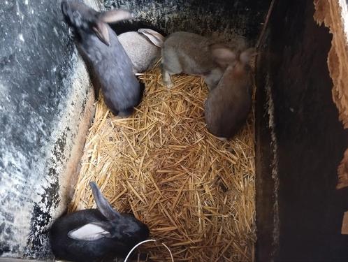 Jonge (vlees)konijnen te koop, Dieren en Toebehoren, Konijnen, Middelgroot, Meerdere dieren, 0 tot 2 jaar