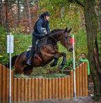 Allround super brave schoolmaster, Dieren en Toebehoren, Springpaard, Z, Gechipt, Ruin