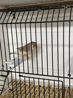 Zwartborst bleekrug grijze zebravink pop split oranjeborst, Dieren en Toebehoren, Vrouwelijk, Tropenvogel, Geringd