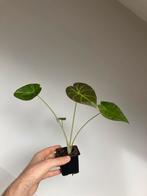 Alocasia regal shield, Ophalen