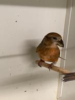 Grote kruisbekken, Dieren en Toebehoren, Wildzangvogel, Geringd