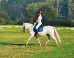 C pony merrie, Dieren en Toebehoren, Pony's, Dressuurpony, 11 jaar of ouder, Merrie, Gechipt