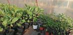 Tomaten, paprika, aubergine, te koop, Tuin en Terras, Ophalen