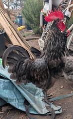 HANEN silverudds bla - silverudd blue, Dieren en Toebehoren, Mannelijk, Kip