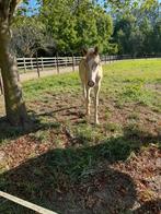 Haflinger hengsteveulen, Dieren en Toebehoren, Paarden, Gechipt, Niet van toepassing, 0 tot 2 jaar, Hengst
