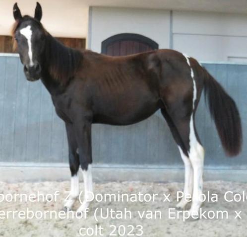 Zwart bont hengst 2 jarige, Dieren en Toebehoren, Paarden, Hengst, Onbeleerd, 160 tot 165 cm, 0 tot 2 jaar, Springpaard