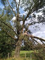 Gratis snoeien in ruil voor al het brandhout canada, Tuin en Terras, Brandhout, Ophalen, Takken