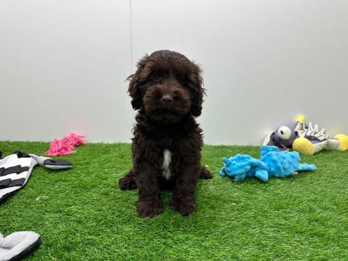 Cockapoo pups, Dieren en Toebehoren, Honden | Niet-rashonden, Meerdere dieren, Fokker | Professioneel, Meerdere, België, 8 tot 15 weken
