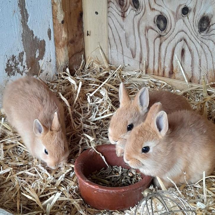 Kleurdwerg oranje (m/vr), Dieren en Toebehoren, Konijnen, Dwerg, Meerdere dieren, 0 tot 2 jaar