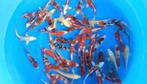 Tosai Sakazume 12-15 cm à partir de 16€. Encore des mélanges, Carpe ou Koï