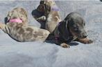 Teckel dwergteckel pups teefjes, Dieren en Toebehoren, België, CDV (hondenziekte), 8 tot 15 weken, Korthaar