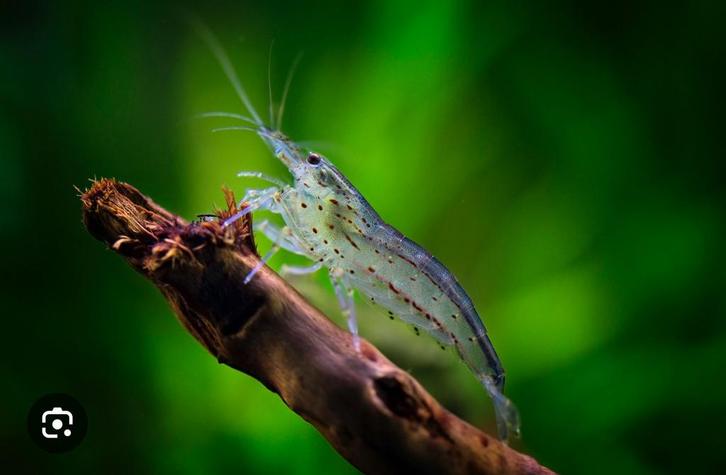 De echte algenetende Amano garnalen (C. Multidentata), Dieren en Toebehoren, Vissen | Aquariumvissen, Zoetwatervis, Kreeft, Krab of Garnaal