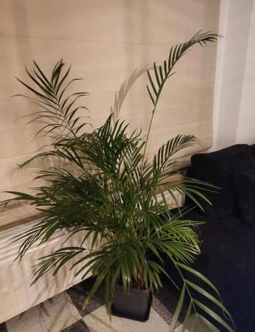 Grande plante d'intérieur, Enlèvement