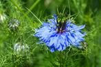 Zaadjes van juffertje-in-het-groen, Tuin en Terras, Ophalen, Zaad