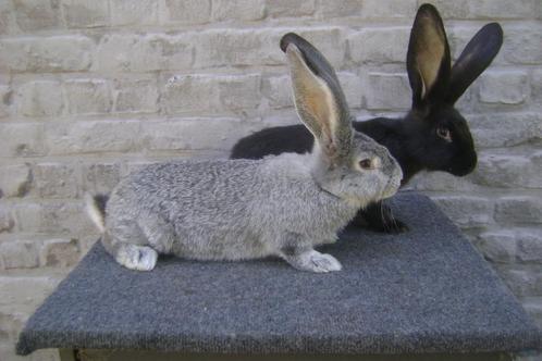 Vlaamse reus: 2 zusjes, Dieren en Toebehoren, Konijnen, Groot, Vrouwelijk