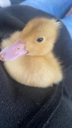 Dot eend, Dieren en Toebehoren, Pluimvee, Eend