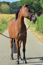 *Talentvolle Vlotte Brave 5 jarige sportpony ruin*, Dieren en Toebehoren, B, Gechipt, Ruin, Springpony