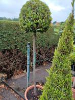 Laurus nobilis, Tuin en Terras, Planten | Bomen, Ophalen, In pot