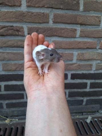 Jonge dwergratjes handtam, verschillende kleuren  beschikbaar voor biedingen