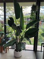 XXL Strelitzia Nicolai – Tropische Blikvanger van 2,5m!, Plante potagère, En pot, Enlèvement, 200 cm ou plus