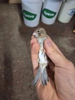 Jonge kanaries beschikbaar, Dieren en Toebehoren, Meerdere dieren, Kleurkanarie