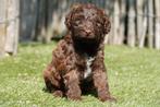 Prachtige medium Labradoodle pups (reutjes), Dieren en Toebehoren, Honden | Retrievers, Spaniëls en Waterhonden, België, Overige rassen