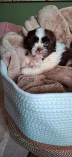 Shih tzu pups laatste 2 teefjes, Dieren en Toebehoren, Honden | Chihuahua's en Gezelschapshonden, België, Fokker | Hobbymatig