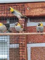 vogels exoten, Dieren en Toebehoren