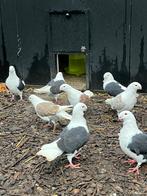 Antwerpse smierels te koop, Dieren en Toebehoren, Meerdere dieren, Overige soorten