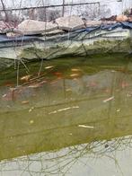 Goudwindes, Dieren en Toebehoren, Vissen | Vijvervissen, Goudvis(sen)