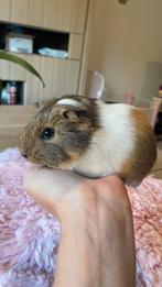Jonge cavia’s, Dieren en Toebehoren, Knaagdieren, Cavia, Juni, Meerdere dieren, Tam